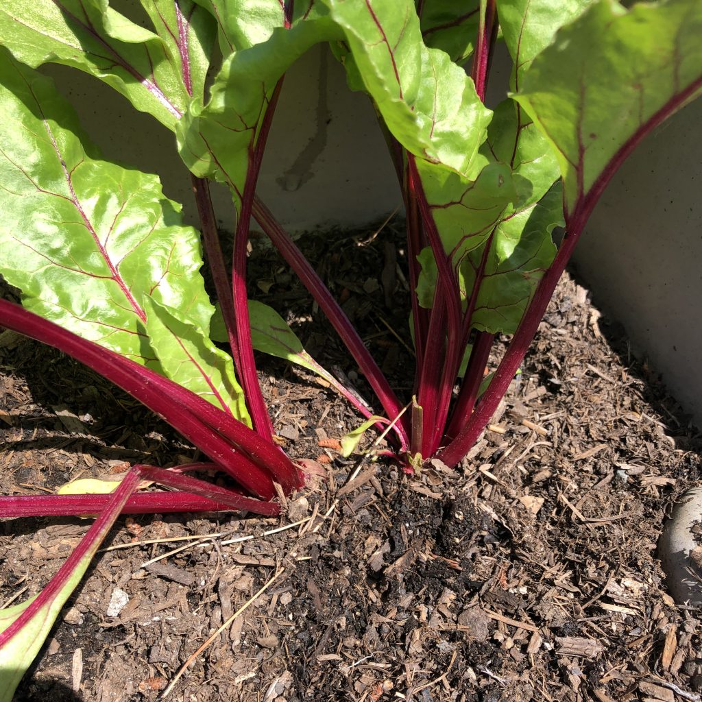 beets growing in ground soil