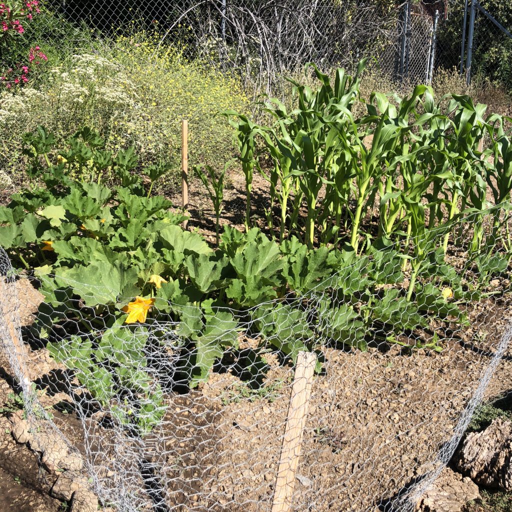 corn and pumpkin field