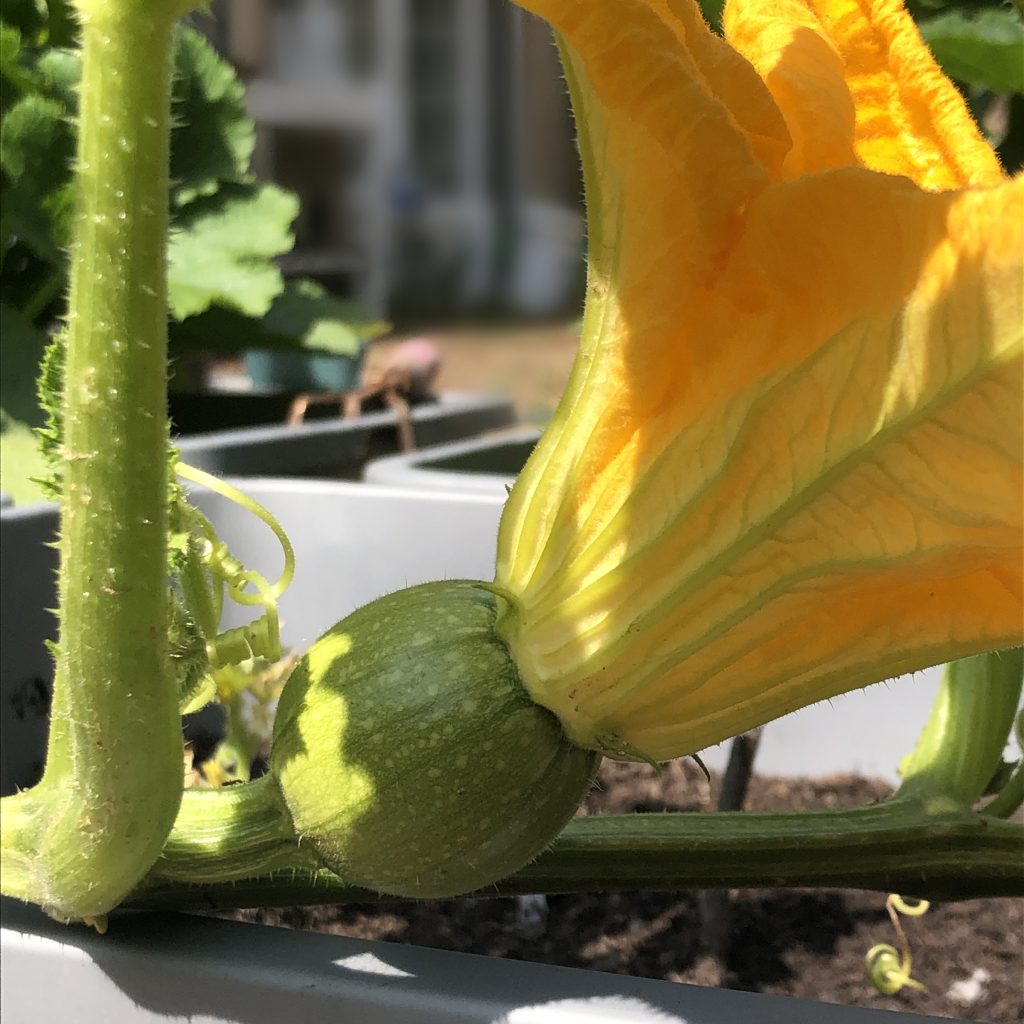 pumpkin with blossom