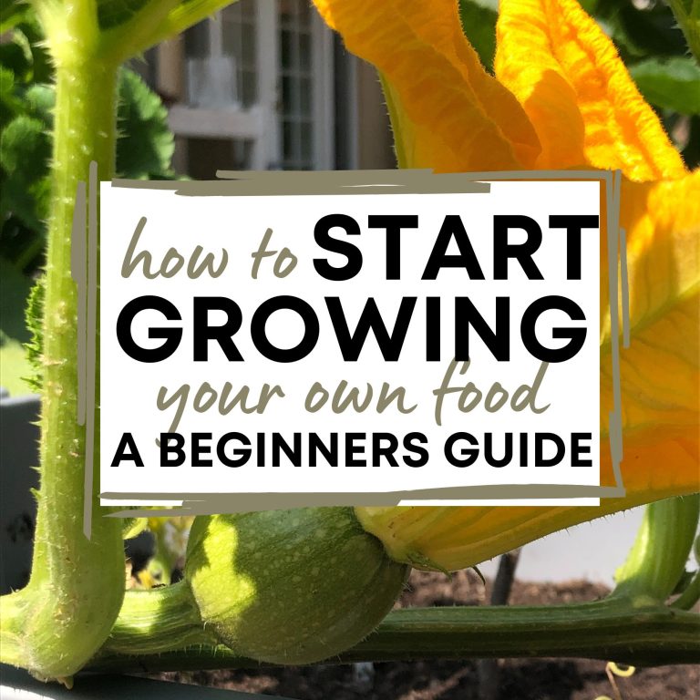 up close image of squash blossom before blooming with text "how to start growing your own food, a beginners guide"