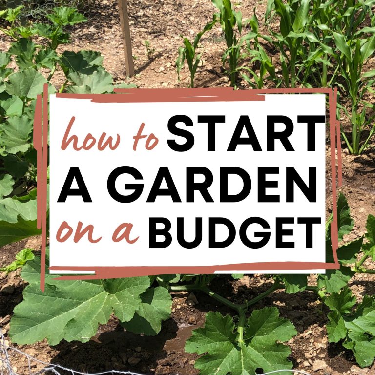 Large green squash leaves growing in ground with text "how to start a garden on a budget"