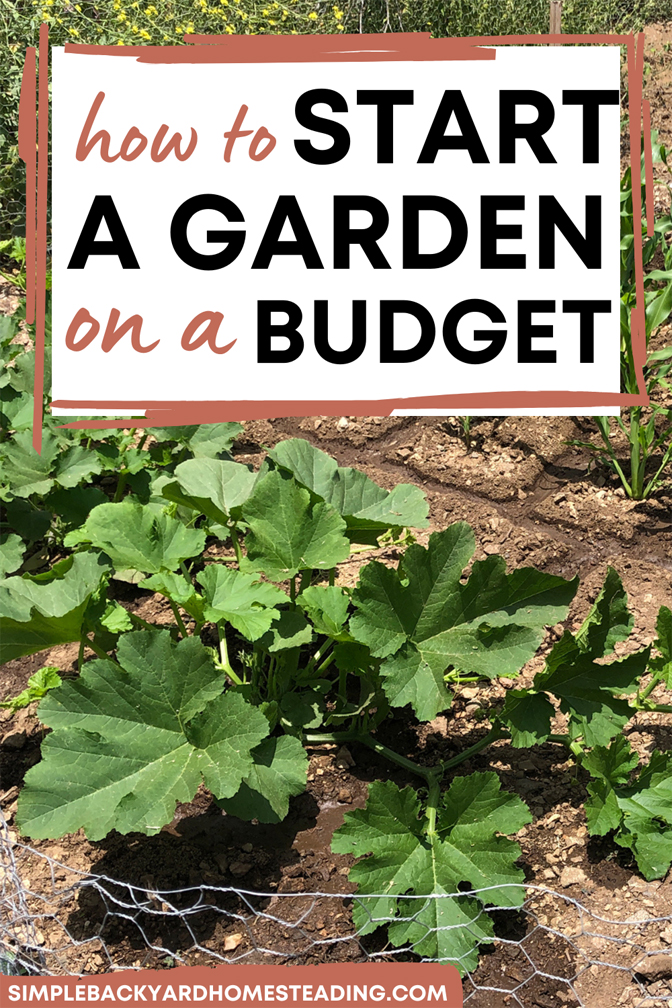 Large green squash leaves growing in ground with text "how to start a garden on a budget"