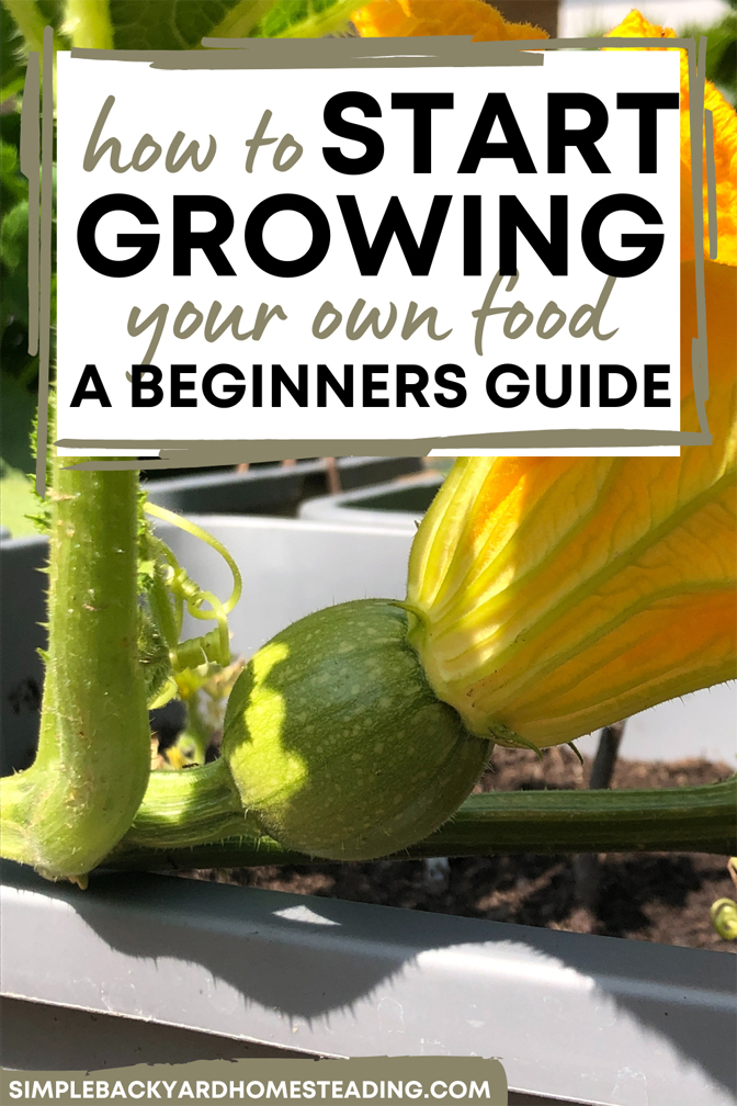 up close image of squash blossom before blooming with text "how to start growing your own food, a beginners guide"